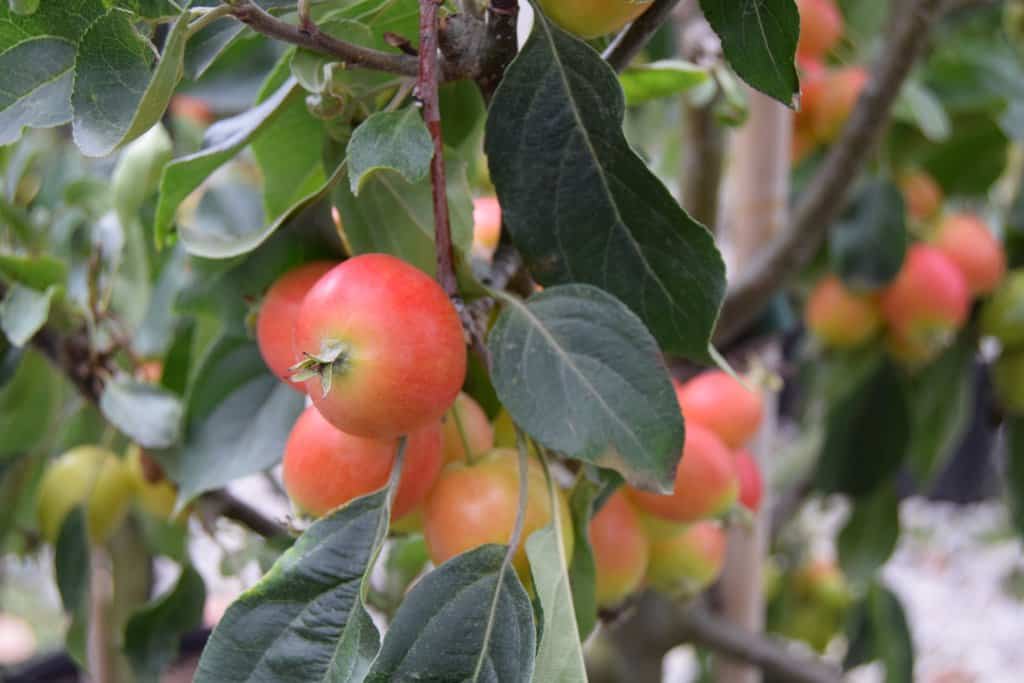 Malus 'John Downie' 8-10 S